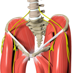 Hip Muscle Strain